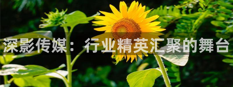 蓝莓直播视频下载：深影传媒：行业精英汇聚的舞台